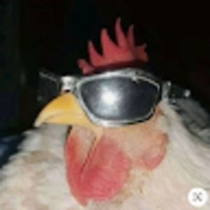 Meet your Posher, Abby